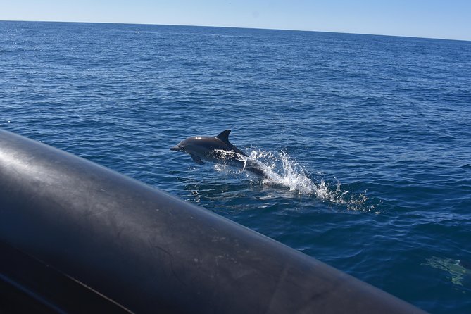Sydney Whale-Watching by Speed Boat - Who this tour suits best