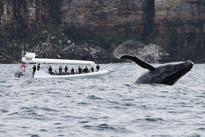 Sydney Whale-Watching by Speed Boat - Value for money: is $92.52 worth it?