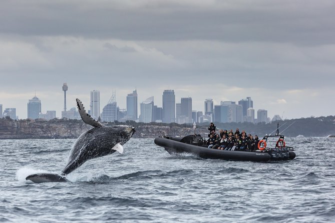 Sydney Whale-Watching by Speed Boat - What you see on the way out: Bridge, Opera House, then offshore