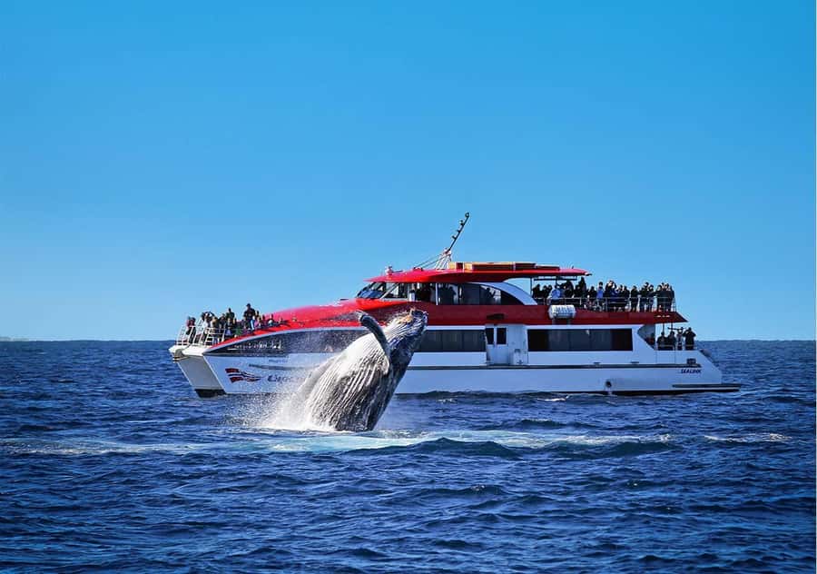 Sydney: Whale Watching Cruise and Taronga Zoo Package - Key highlights before you go