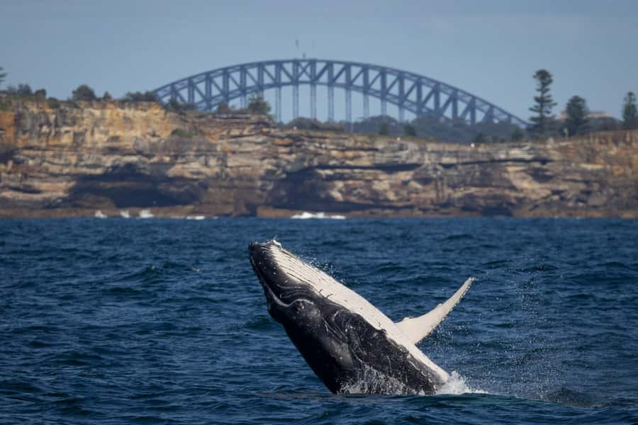 Sydney: Whale Watching Cruise and Taronga Zoo Package - Whale season timing and what you’re actually looking for