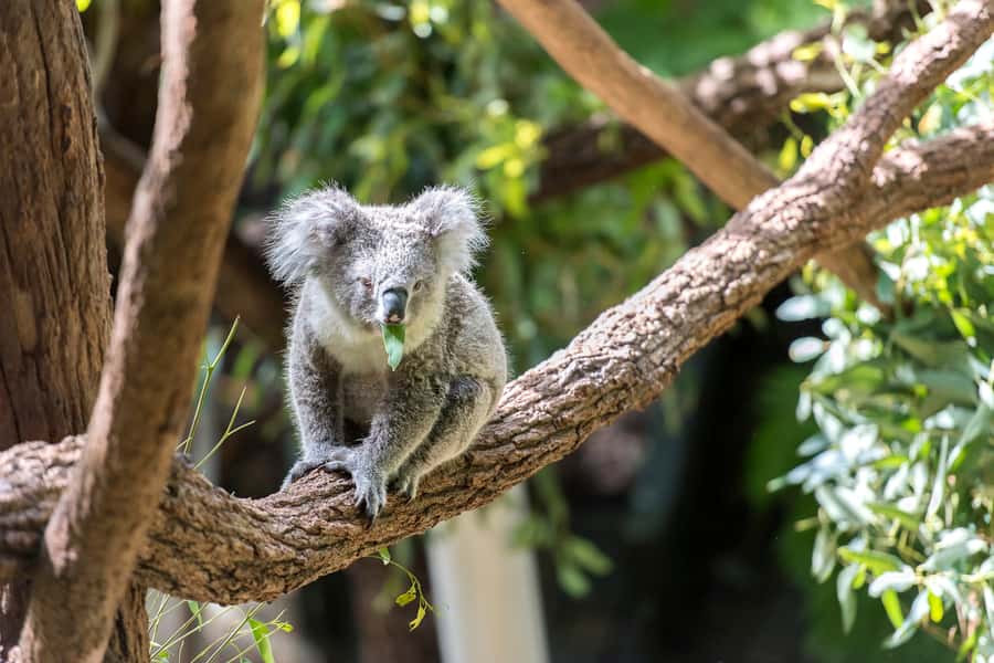 Sydney: Whale Watching Cruise and Taronga Zoo Package - The 2.5-hour open-water cruise: viewing from the all-weather lounge