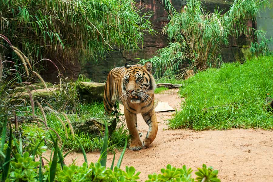 Sydney: Whale Watching Cruise and Taronga Zoo Package - Taronga Zoo on the same day: how to make the most of your land time