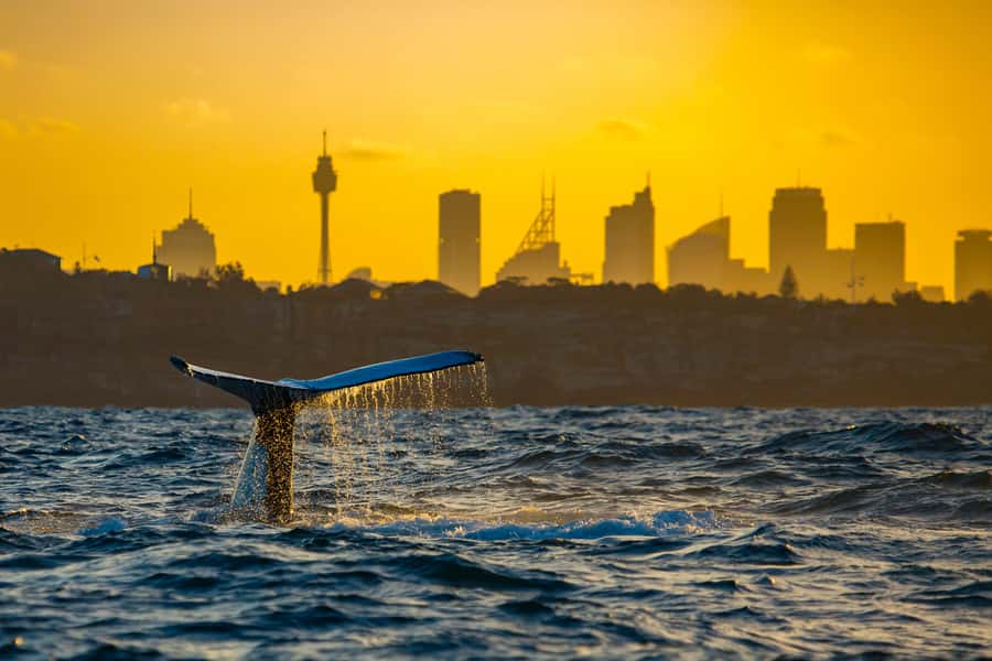 Sydney: Whale Watching Cruise and Taronga Zoo Package - Price and value: does $95 make sense for what you get?