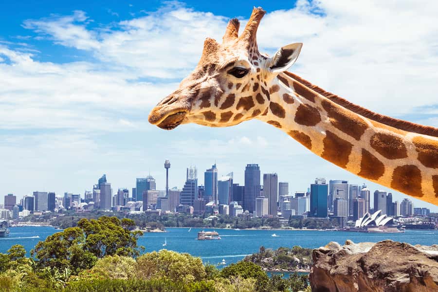 Sydney: Whale Watching Cruise and Taronga Zoo Package - Circular Quay Wharf No.6: the start line for your harbour cruise