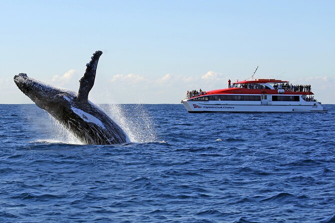 Sydney Whale Watching Cruise from Circular Quay - Quick takeaways