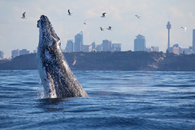 Sydney Whale Watching Cruise from Circular Quay - Whale guarantee reality: how to think about risk and timing