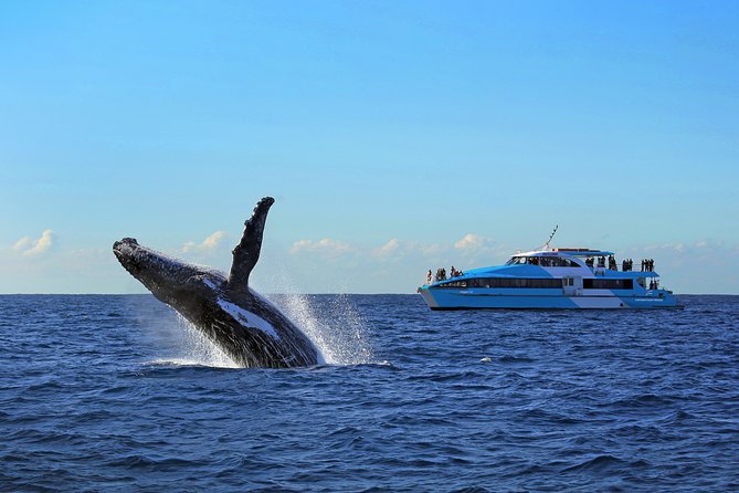 Sydney Whale Watching Cruise from Circular Quay - Price and value for a 2.5-hour Sydney whale cruise