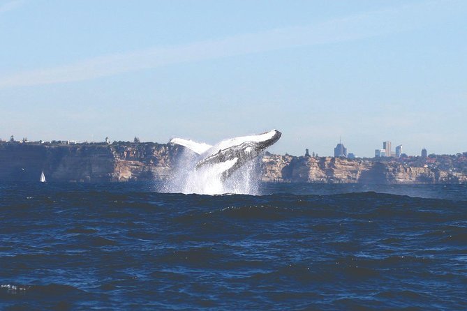 Sydney Whale Watching Cruise from Circular Quay - From Sydney Harbour to open ocean: what the ride is like