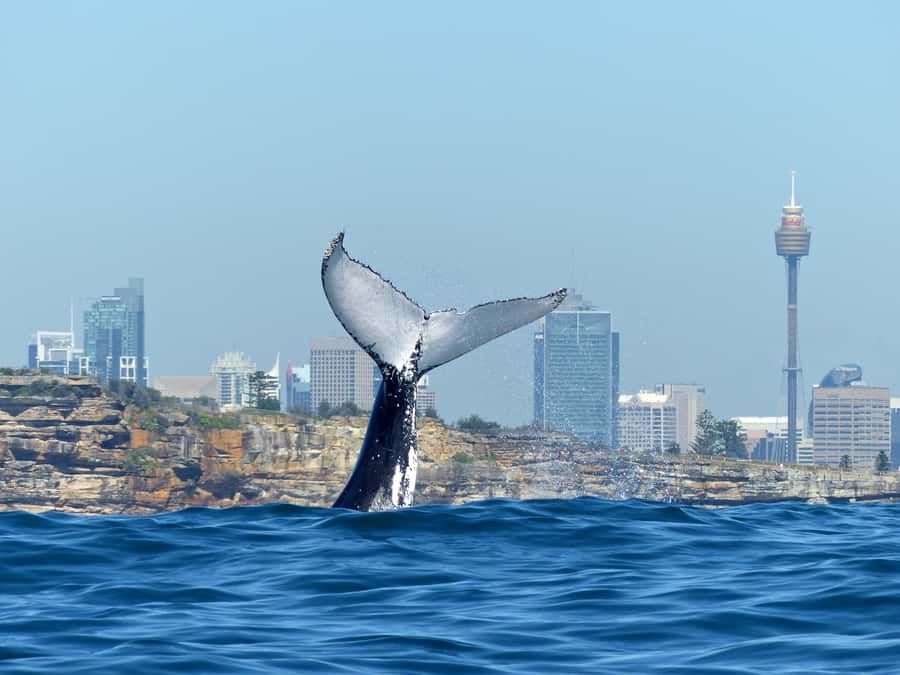 Sydney Whale Watching Cruise with Breakfast or Lunch - Key takeaways before you go