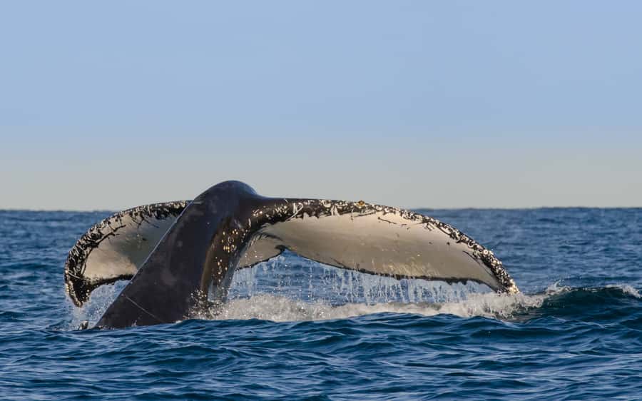 Sydney Whale Watching Cruise with Breakfast or Lunch - Circular Quay to Sydney Heads: Getting Ready for Whale Time