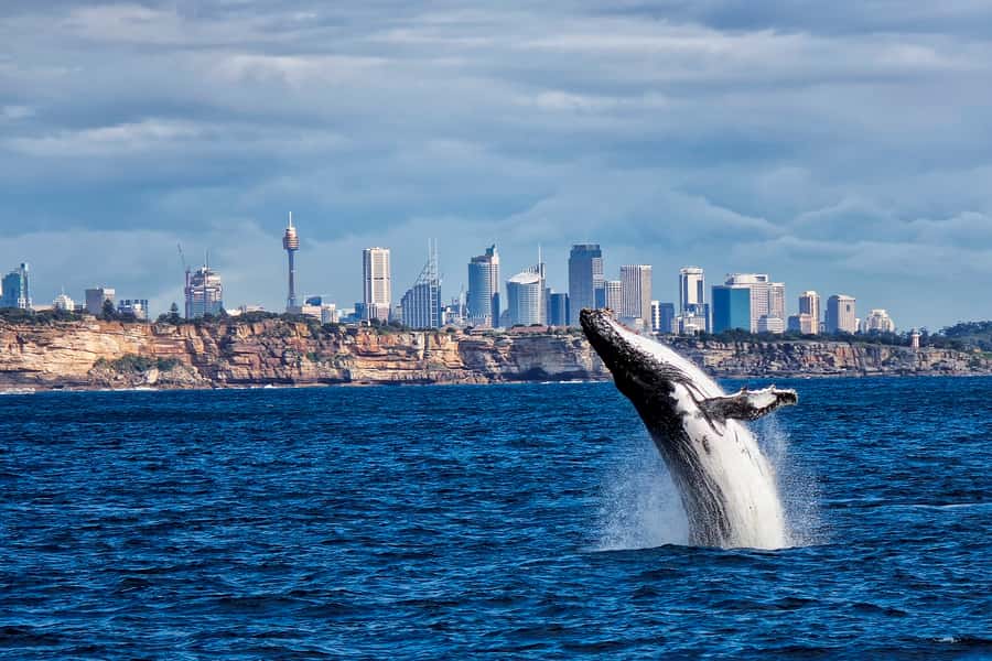 Sydney Whale Watching Cruise with Breakfast or Lunch - Breakfast or Lunch at Sea: What You’ll Eat and How to Plan