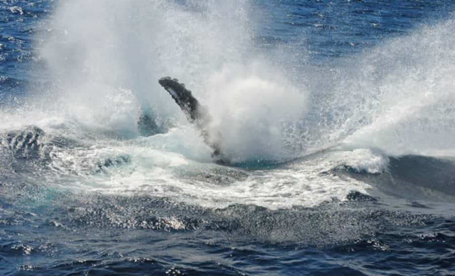 Sydney Whale Watching Cruise with Breakfast or Lunch - The Whale Watching Phase: From Harbour Sightseeing to Humpback Hotspots