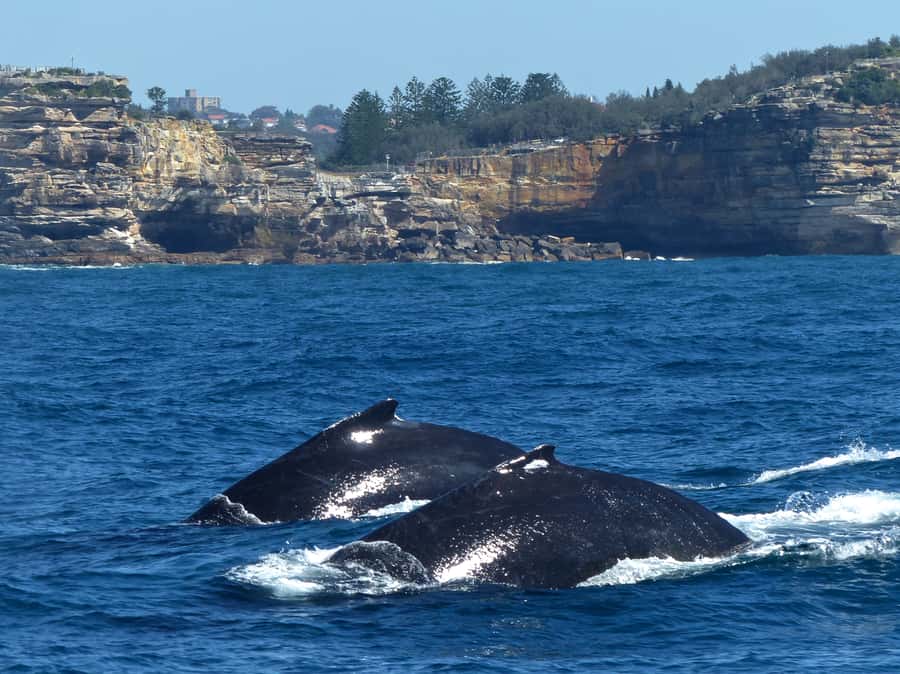 Sydney Whale Watching Cruise with Breakfast or Lunch - Season, Timing, and What You Can Learn from the Migration Story