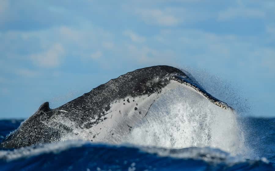 Sydney Whale Watching Cruise with Breakfast or Lunch - Seasickness, Weather, and Clothing: Small Prep Moves That Pay Off