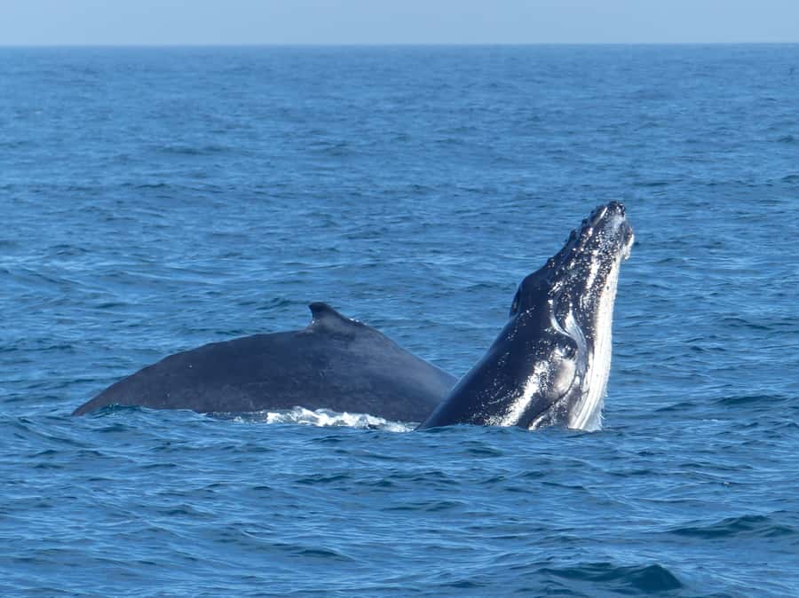Sydney Whale Watching Cruise with Breakfast or Lunch - Who This Cruise Fits Best