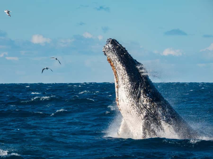 Sydney Whale Watching Cruise with Breakfast or Lunch - On Board Comfort with Limited Numbers (and Why It Matters)
