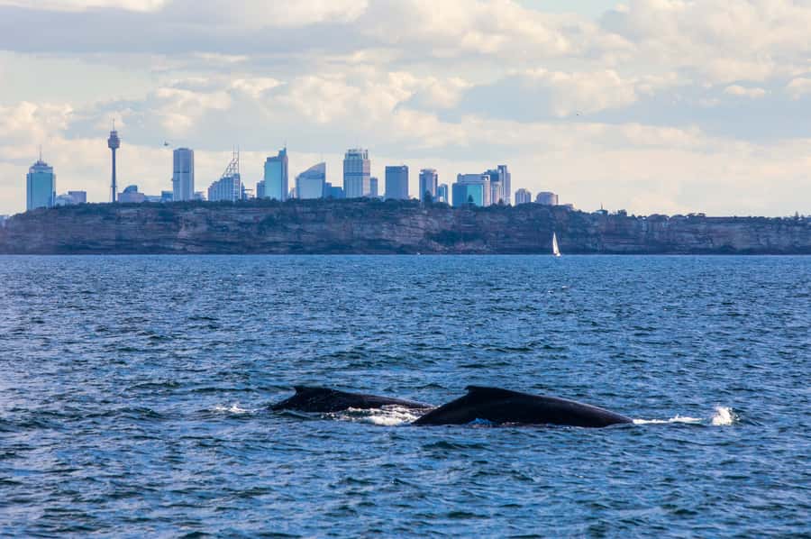 Sydney: Whale Watching & Hop On Hop Off Cruise Package - Comfort, Weather, and What to Do With Limited Time