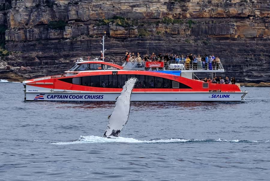 Sydney: Whale Watching & Hop On Hop Off Cruise Package - Price and Value: Is $88 a Smart Deal?