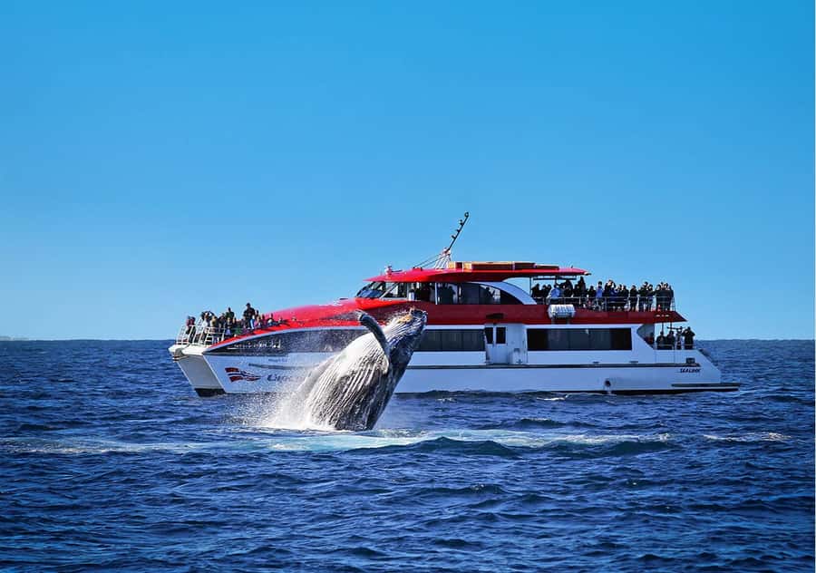 Sydney: Whale Watching & Hop On Hop Off Cruise Package - Humpback Whale Timing: When Your Odds Tend to Improve