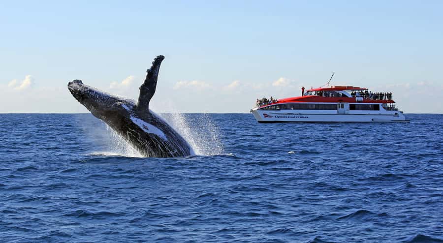 Sydney: Whale Watching & Wildlife Cruise - Circular Quay Wharf 6: getting on board fast