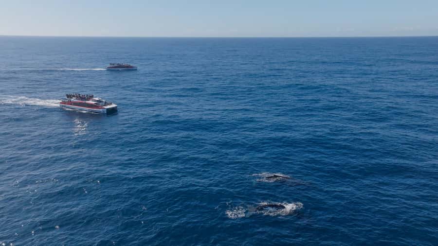 Sydney: Whale Watching & Wildlife Cruise - Comfort on deck: all-weather lounge, outdoor viewing, and real cold