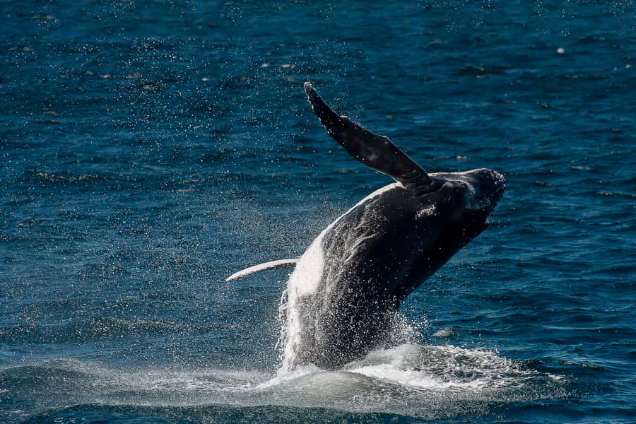 Sydney: Whale Watching & Wildlife Cruise - Price and value: is $67 worth 150 minutes at sea?