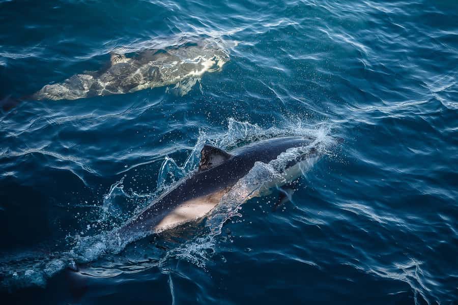 Sydney: Whale Watching & Wildlife Cruise - Who this cruise suits best (and who should reconsider)