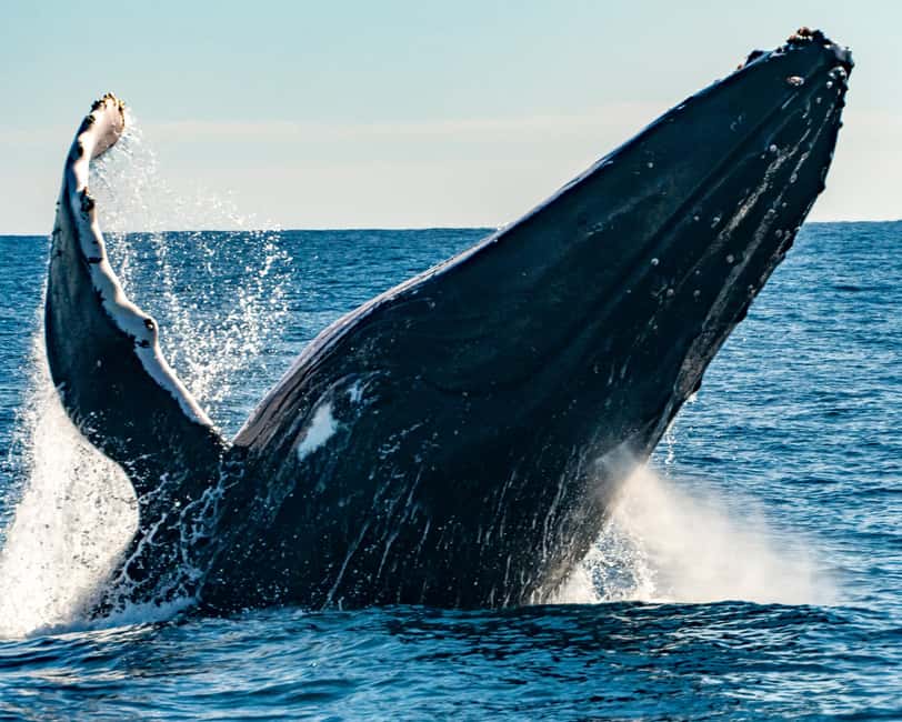 Sydney; Whale Watching - Spotting Humpback Whales (and What You Can Realistically Expect)