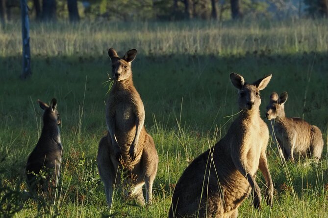 Sydney Wildlife Safari - Key things I’d circle before you go