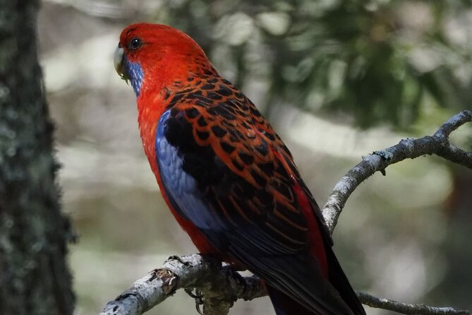 Sydney Wildlife Safari - Southern Highlands at noon: getting out of Sydney fast