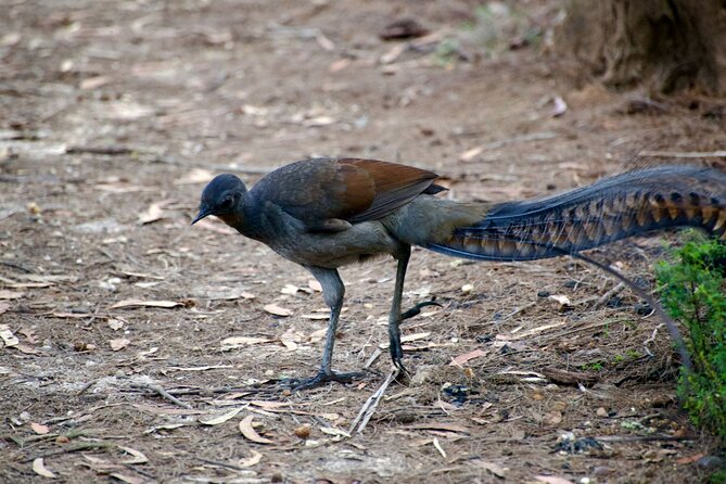 Sydney Wildlife Safari - Afternoon spotlighting strategy: kangaroos, wallabies, and birds