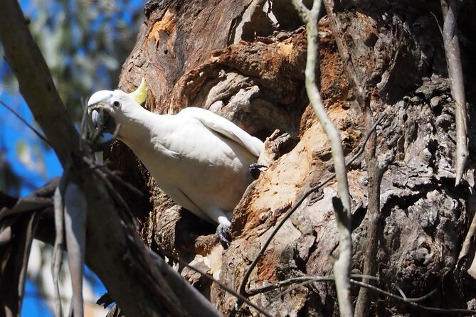 Sydney Wildlife Safari - Dinner at an historic country inn, then night spotlighting