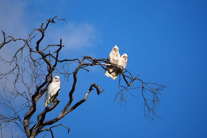 Sydney Wildlife Safari - Price and what $304.83 buys you