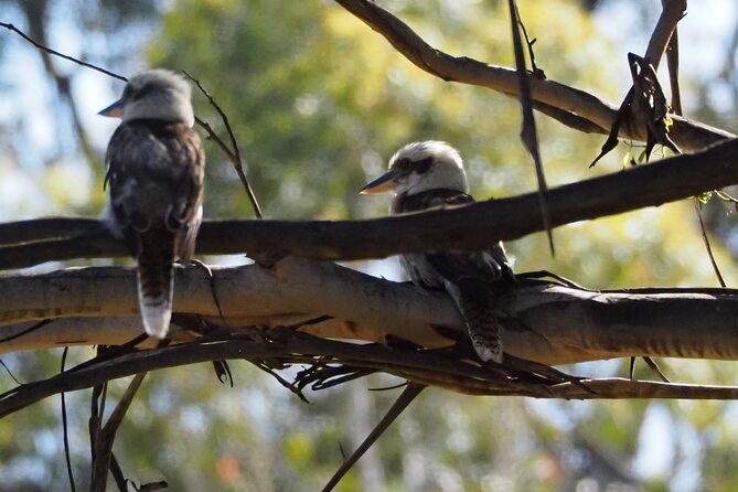 Sydney Wildlife Safari - The guide factor: when timing turns a good day into a great one