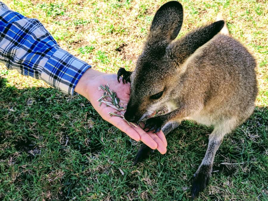 Sydney: Wildlife, Waterfalls and Wine Small Group Tour - A Small-Group Aussie Day That Starts by Circular Quay