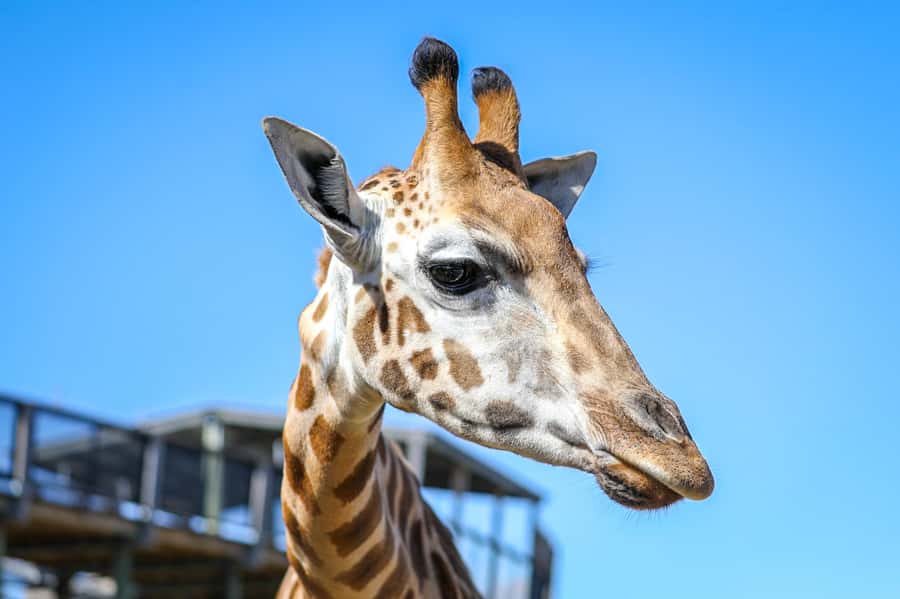 Sydney Zoo Admission Ticket - Key Highlights You’ll Feel Right Away