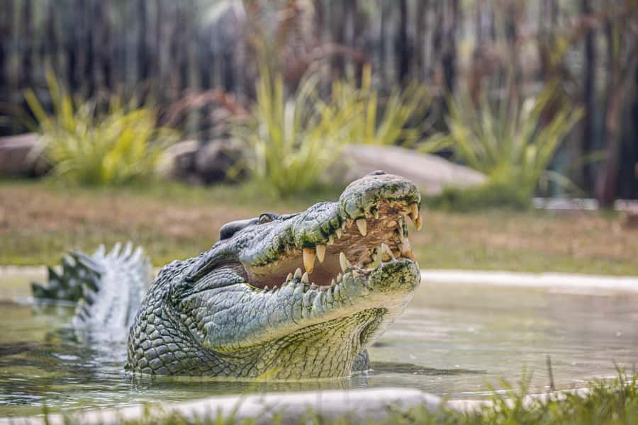 Sydney Zoo Admission Ticket - Ticket Value: What $38 Buys in a One-Day Admission Plan