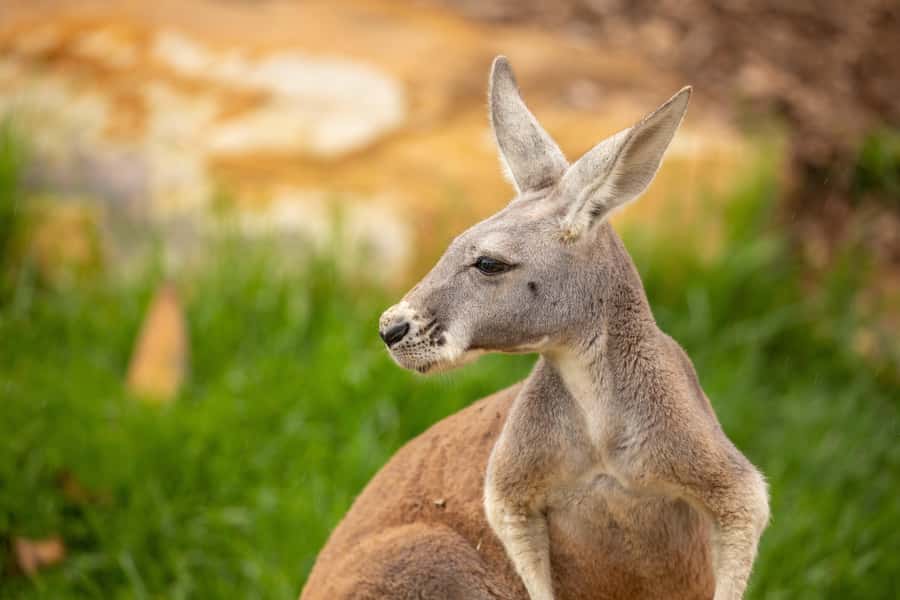 Sydney Zoo Admission Ticket - Getting to Sydney Zoo in Eastern Creek: Easy Drive, One-Day Reality