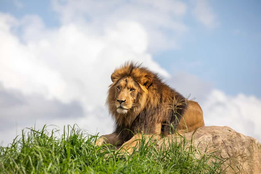 Sydney Zoo Admission Ticket - African Boardwalk and Mixed-Species Habitats: See the Savannah Walk Past You