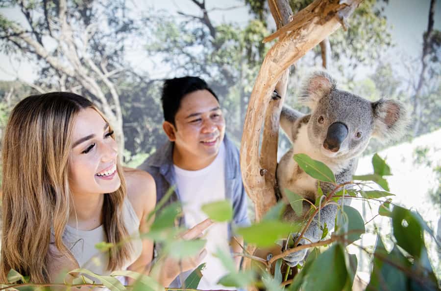 Sydney Zoo Admission Ticket - Primate Boulevard: A Leafy Stretch Where Slower Visits Win