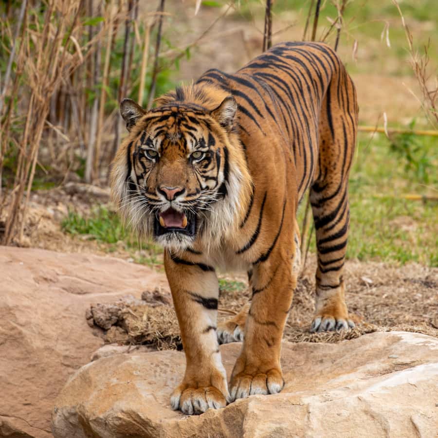 Sydney Zoo Admission Ticket - South-East Asia Animals: A Change of Scenery Without Leaving the Grounds