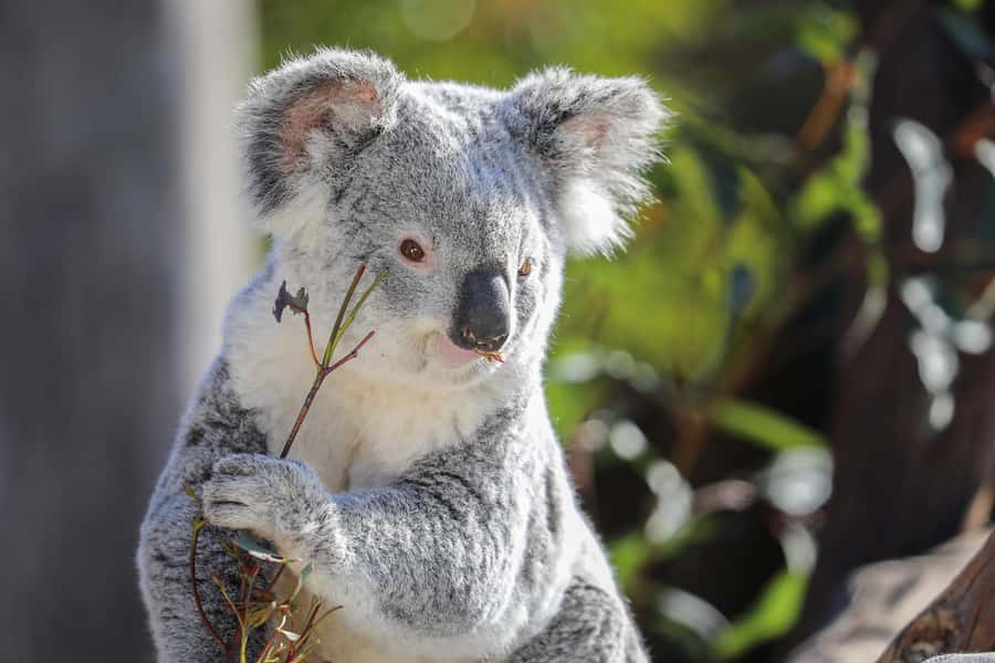 Sydney Zoo Admission Ticket - Reptile & Nocturnal House and the Zoo-Aquarium Twist