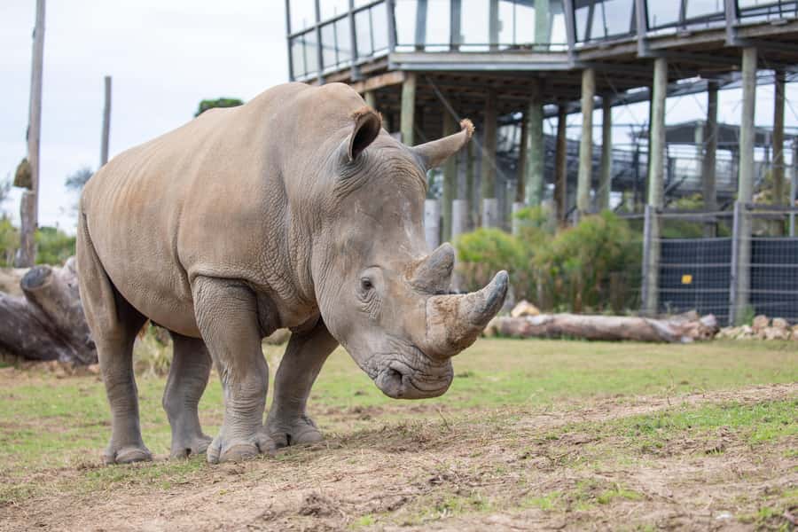 Sydney Zoo Admission Ticket - Where the Day Starts: A Zoo Built for Moving Around