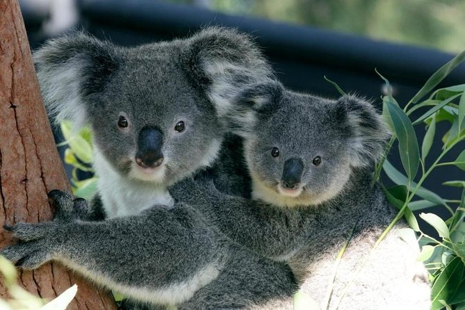 Taronga Zoo Entry & Return Ferry - Sydney Harbour - Key points before you go