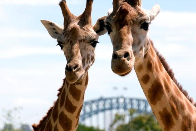 Taronga Zoo Entry & Return Ferry - Sydney Harbour - Taronga Zoo with the view: What you’re actually buying when you buy zoo entry