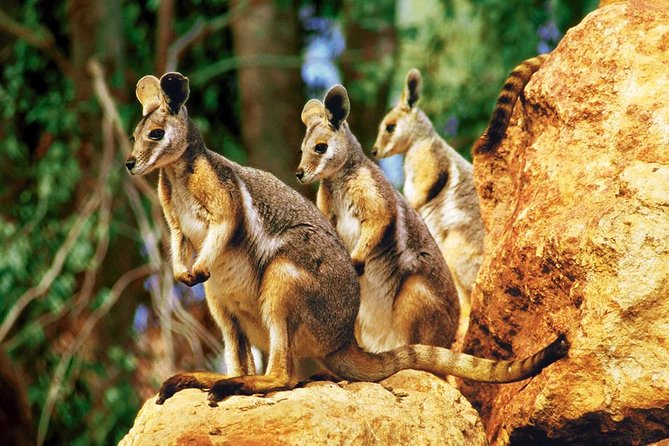 Taronga Zoo Entry & Sydney Harbour 2-Day Hop On Hop Off Cruise - Key things to know before you plan your days
