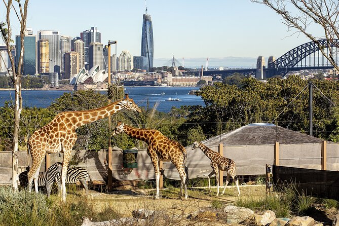 Taronga Zoo + Ferry Return Ticket - Taronga Zoo and the Harbour Hopper connection: why this combo works