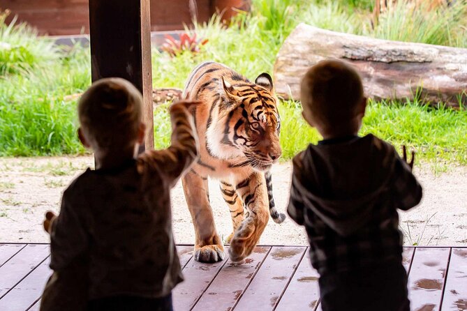 Taronga Zoo + Ferry Return Ticket - Price and value: what $56.66 covers (and what it doesn’t)