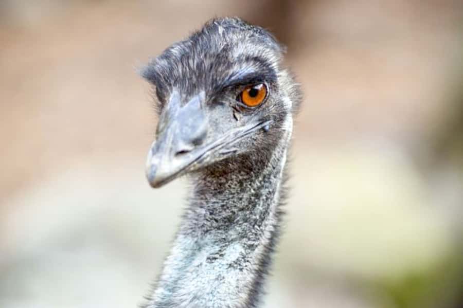 Taronga Zoo Sydney Wild Australia Experience - Quick hits before you go